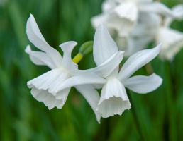 Daffodil Triandrus Thalia